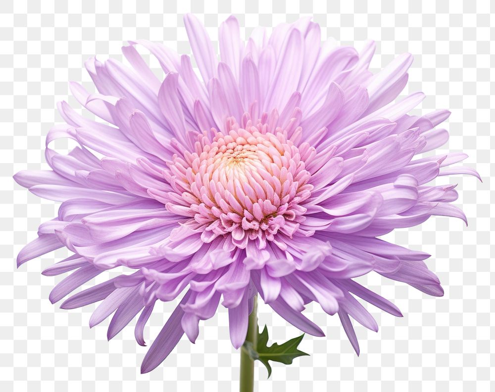 PNG Aster blossom flower dahlia. 