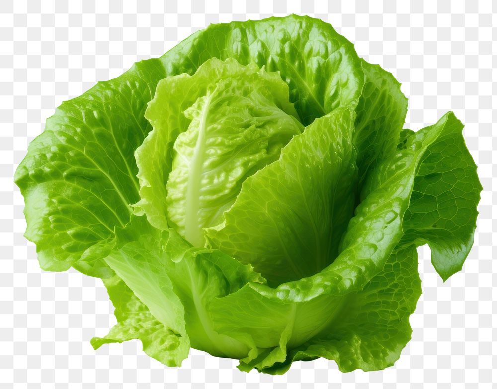 PNG Vegetable lettuce plant food. 