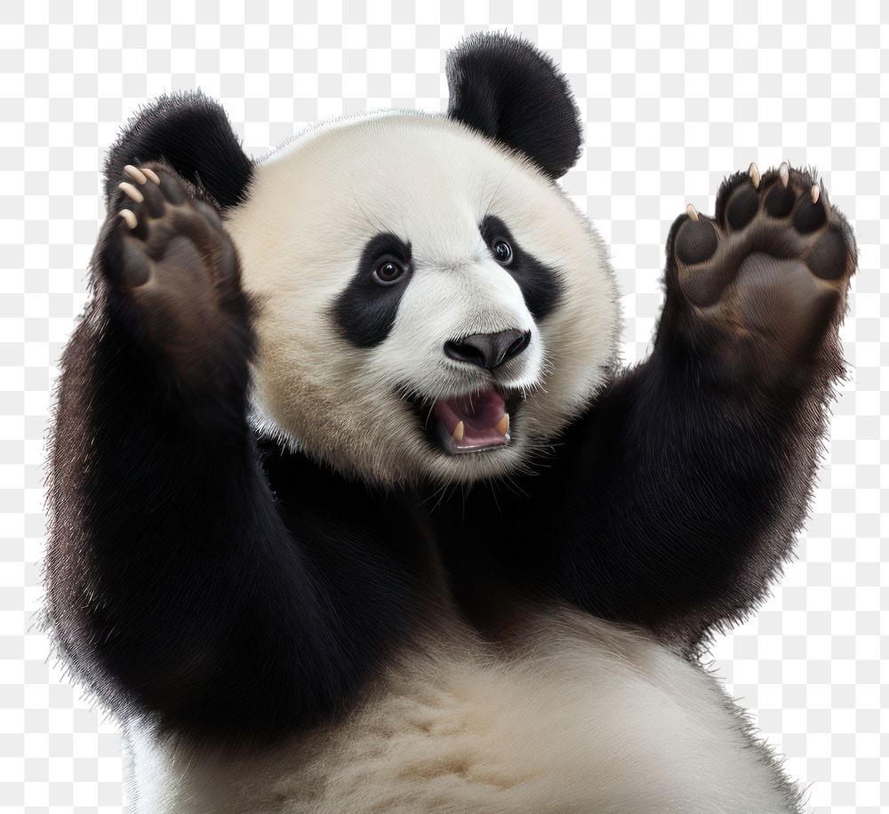 PNG Wildlife animal mammal panda. AI generated Image by rawpixel.