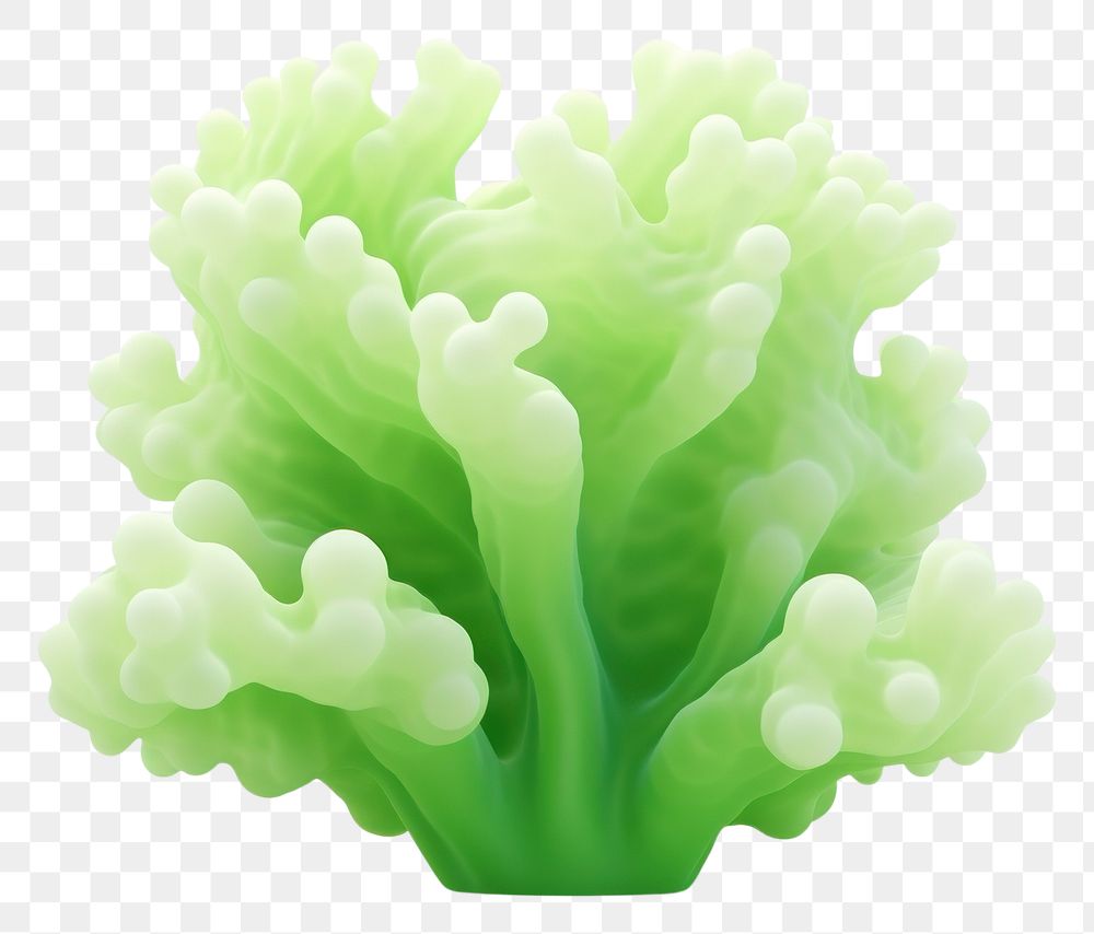 PNG Cauliflower vegetable plant green. AI generated Image by rawpixel.
