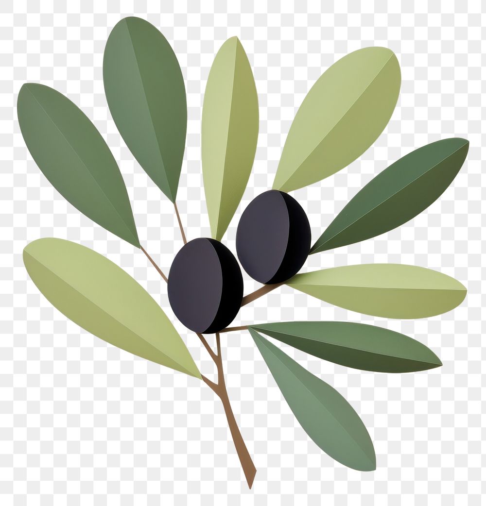 PNG Plant olive fruit leaf. 