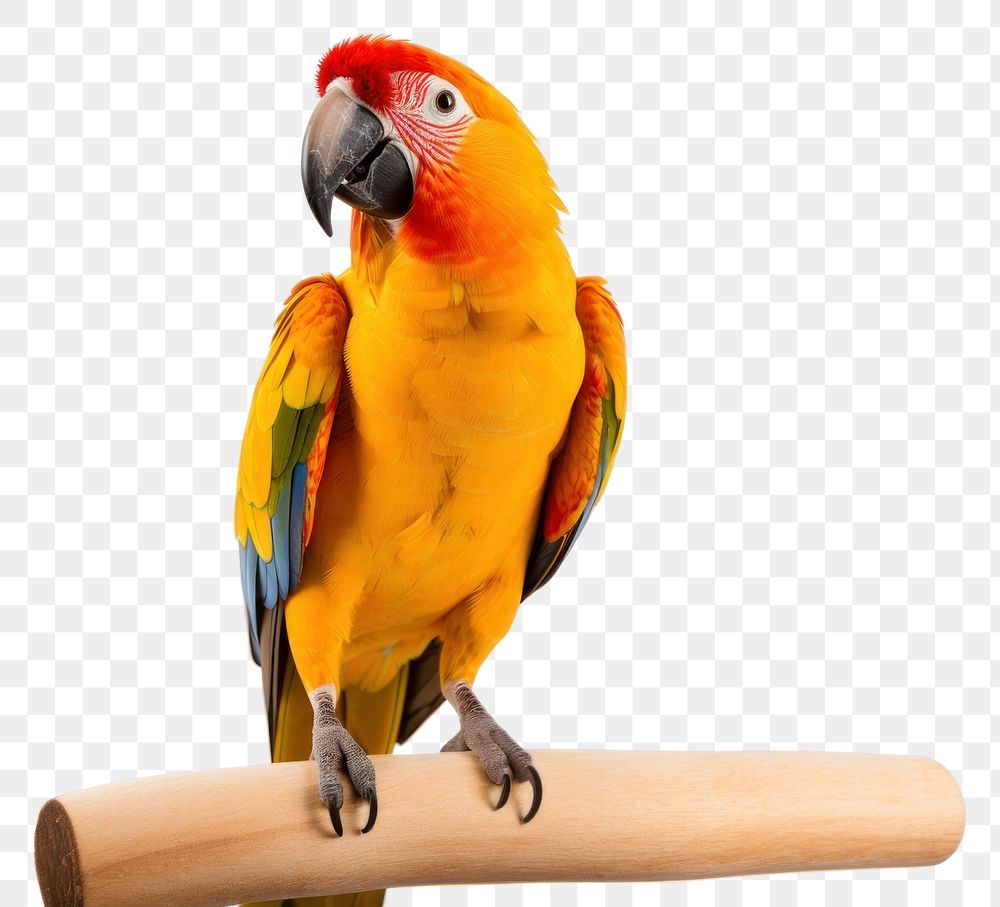 PNG Parrot animal bird lovebird transparent background