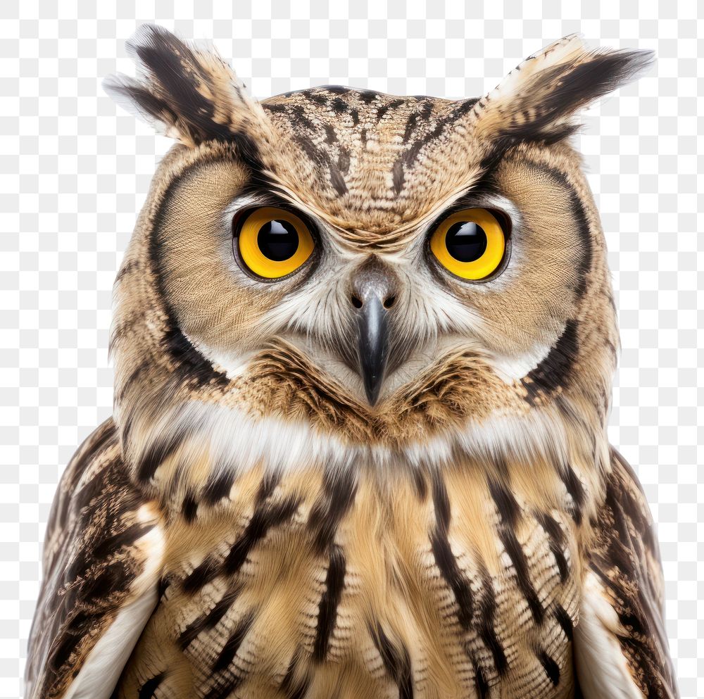PNG Owl animal beak bird transparent background