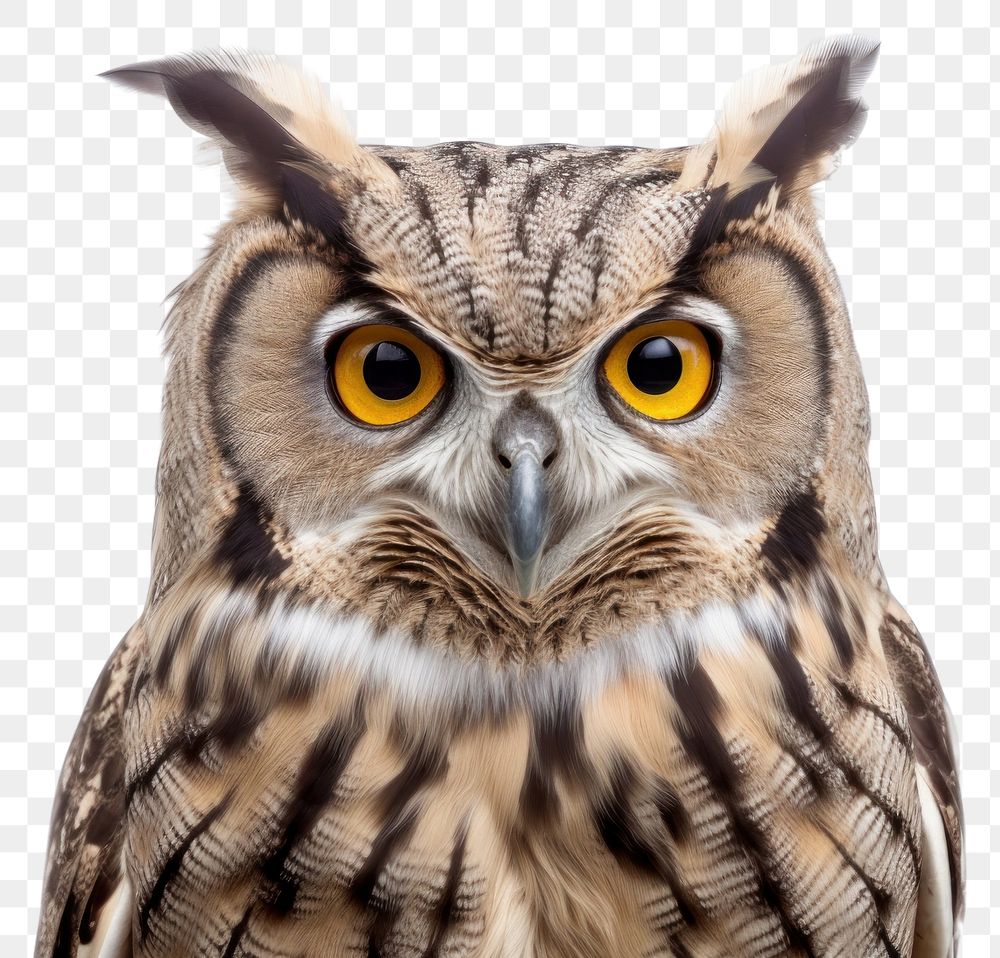 PNG Owl animal beak bird transparent background