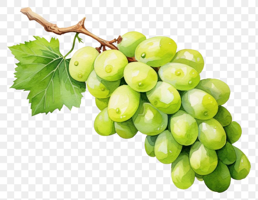 PNG Grapes fruit plant green transparent background