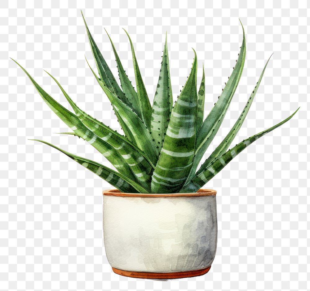 PNG Plant aloe xanthorrhoeaceae transparent background. AI generated Image by rawpixel.