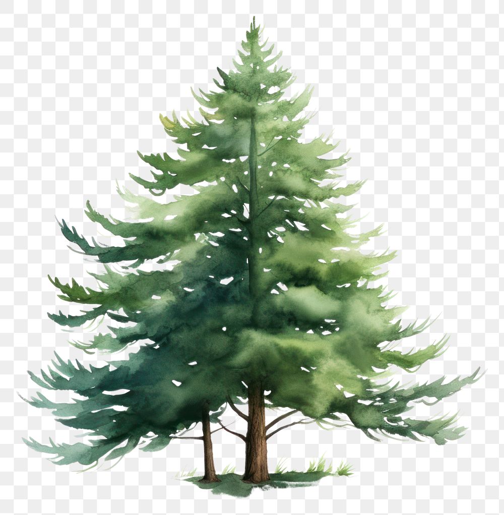 PNG Tree pine plant fir. AI generated Image by rawpixel.