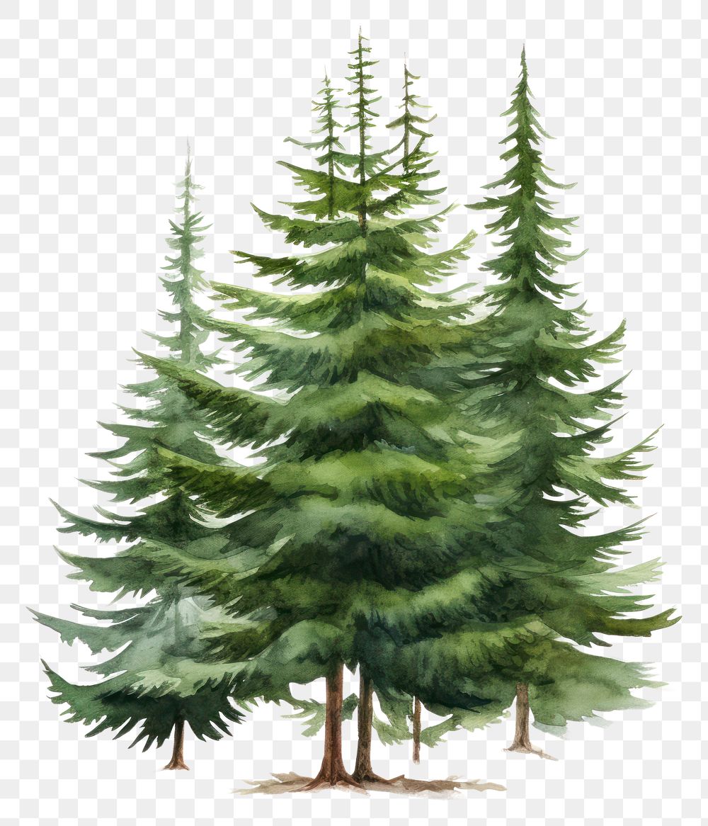 PNG Spruce plant tree pine. .