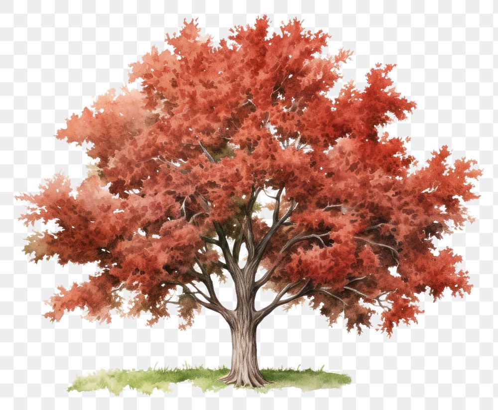 PNG Tree plant maple red. 