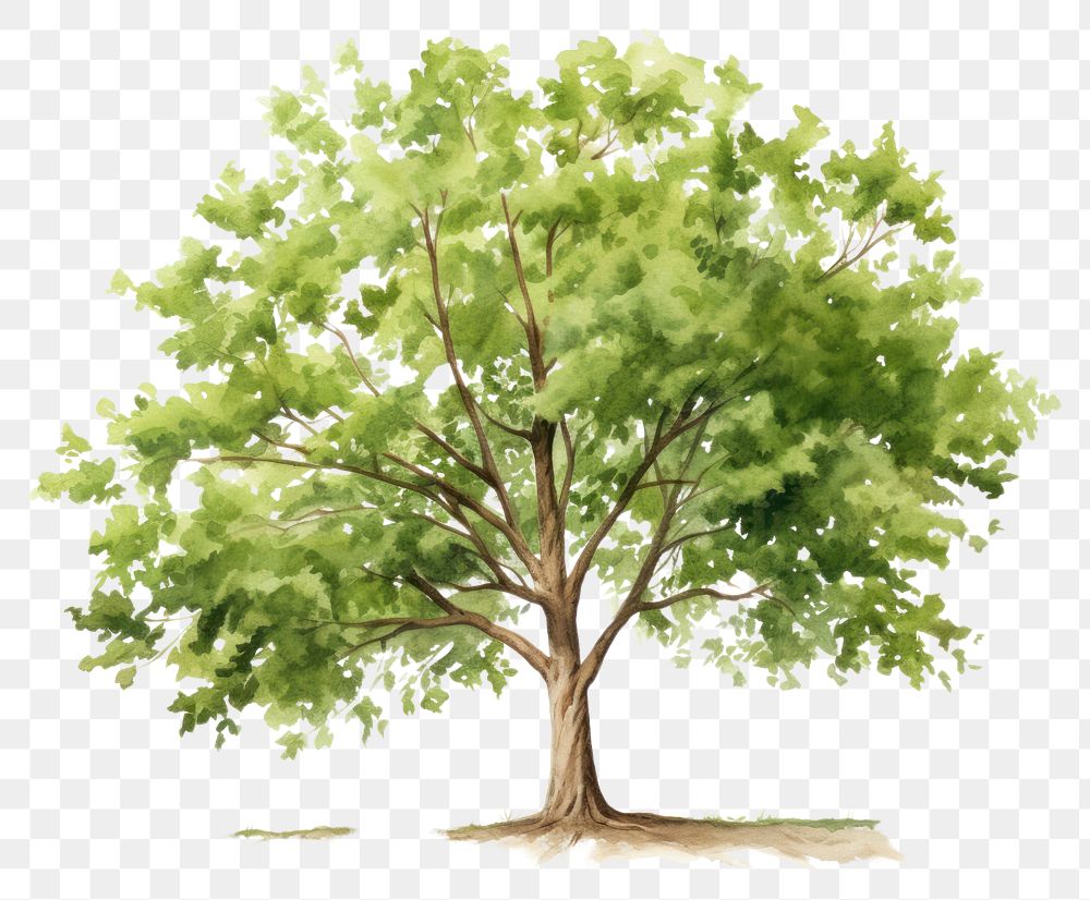 PNG Tree plant transparent background tranquility. AI generated Image by rawpixel.