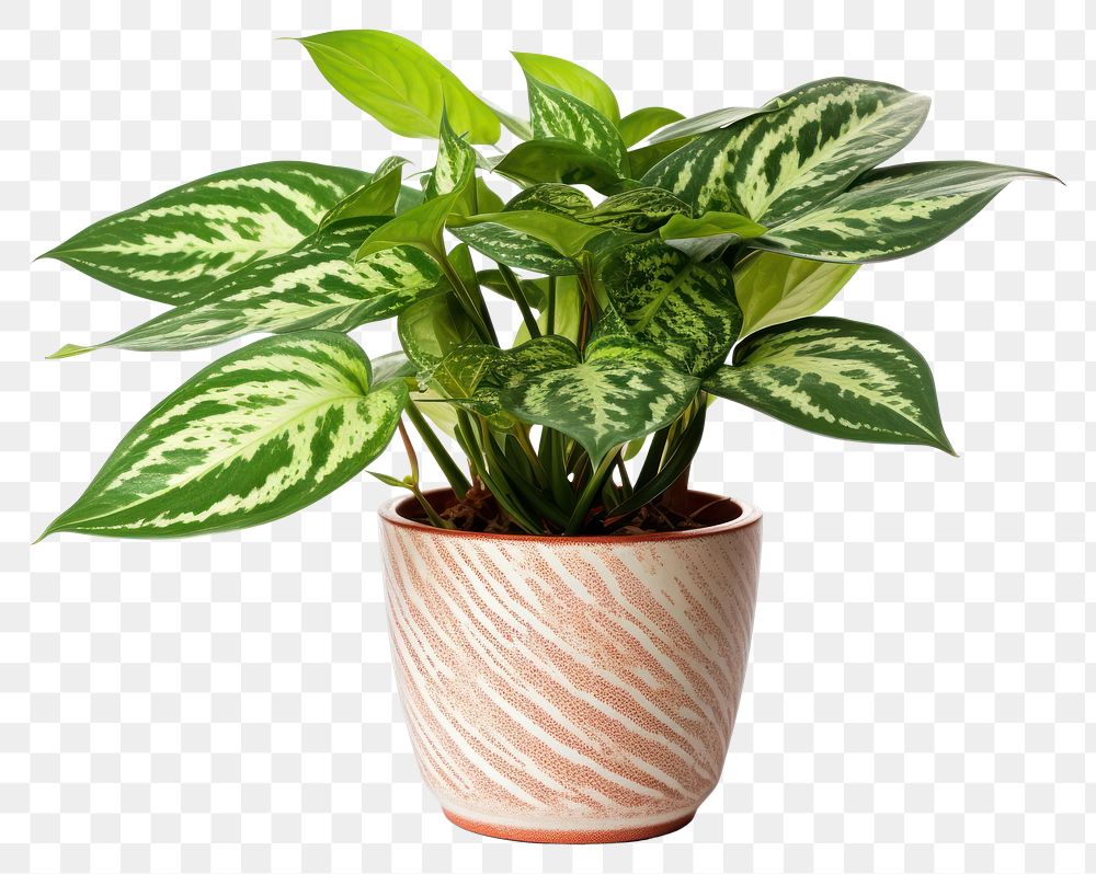 PNG Plant leaf transparent background houseplant. AI generated Image by rawpixel.
