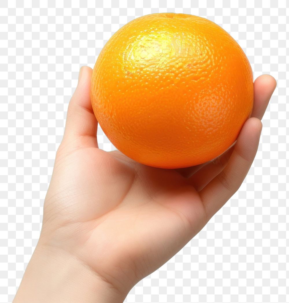 PNG Grapefruit holding orange plant. AI generated Image by rawpixel.