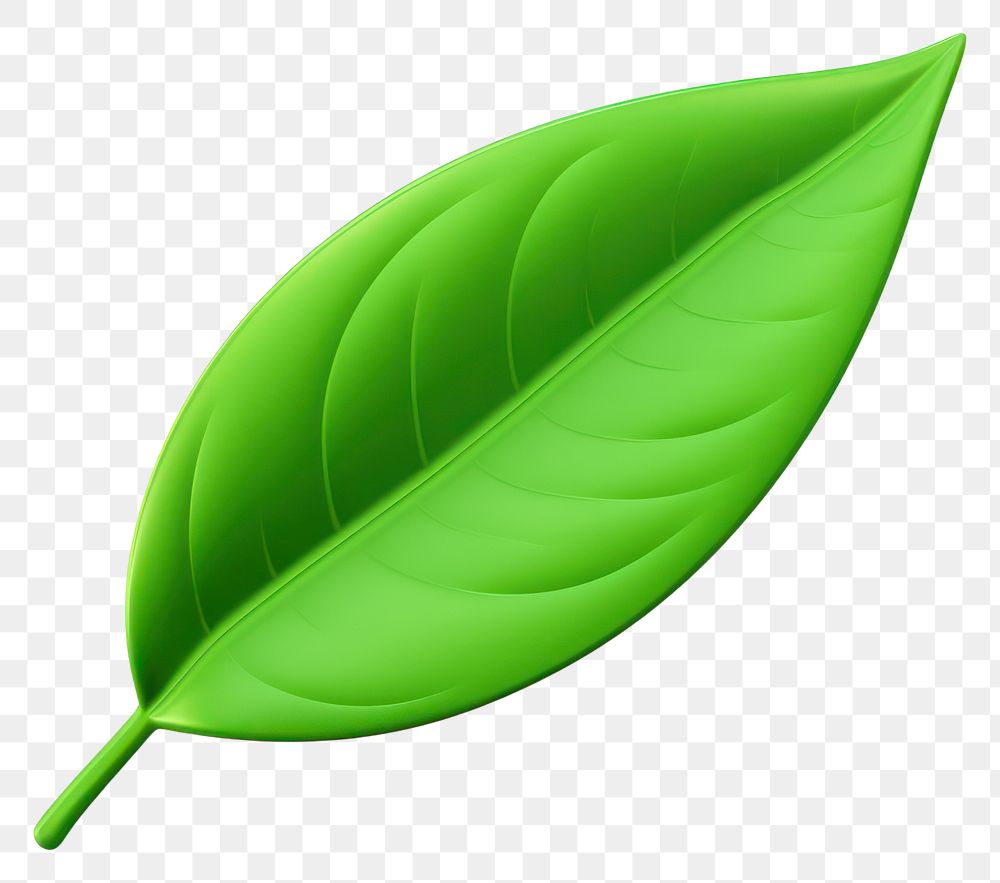 PNG Leaf plant green white background. AI generated Image by rawpixel.