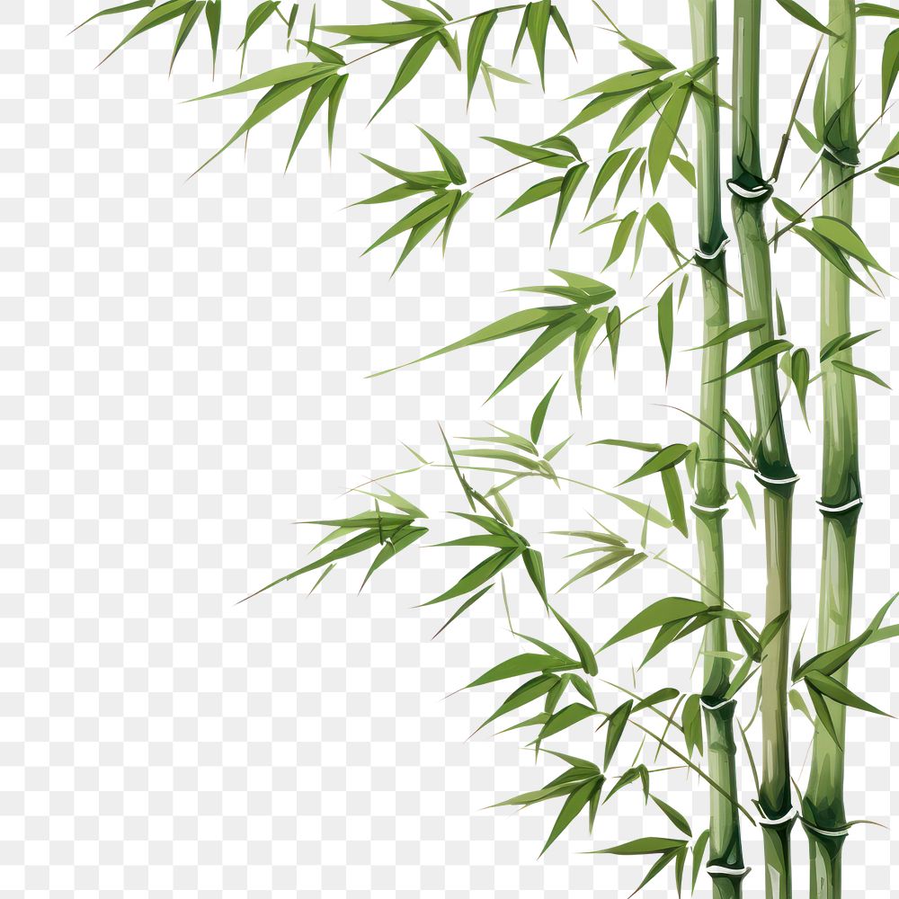 PNG Bamboo backgrounds plant transparent background. AI generated Image by rawpixel.