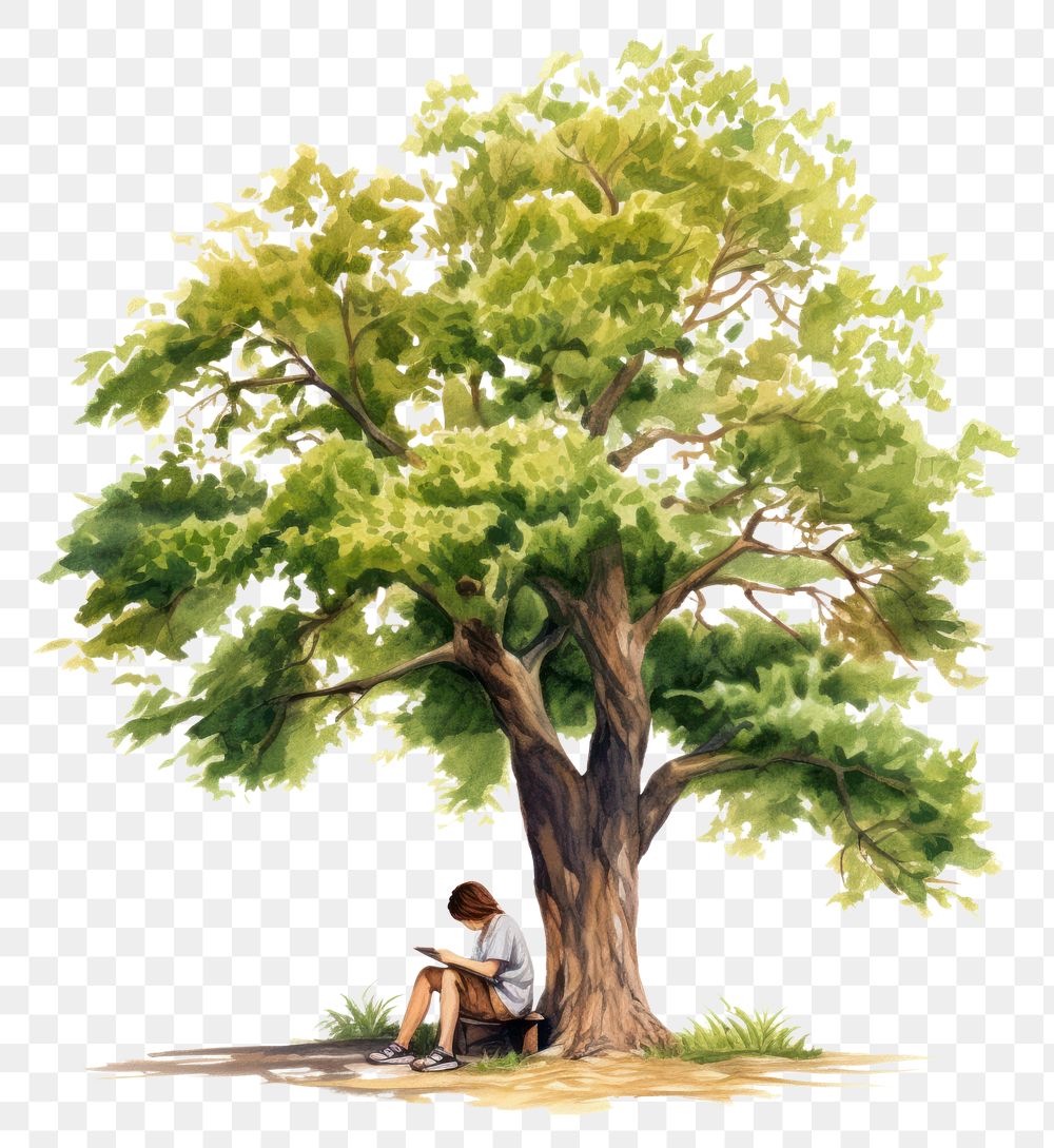 PNG Tree outdoors plant transparent background