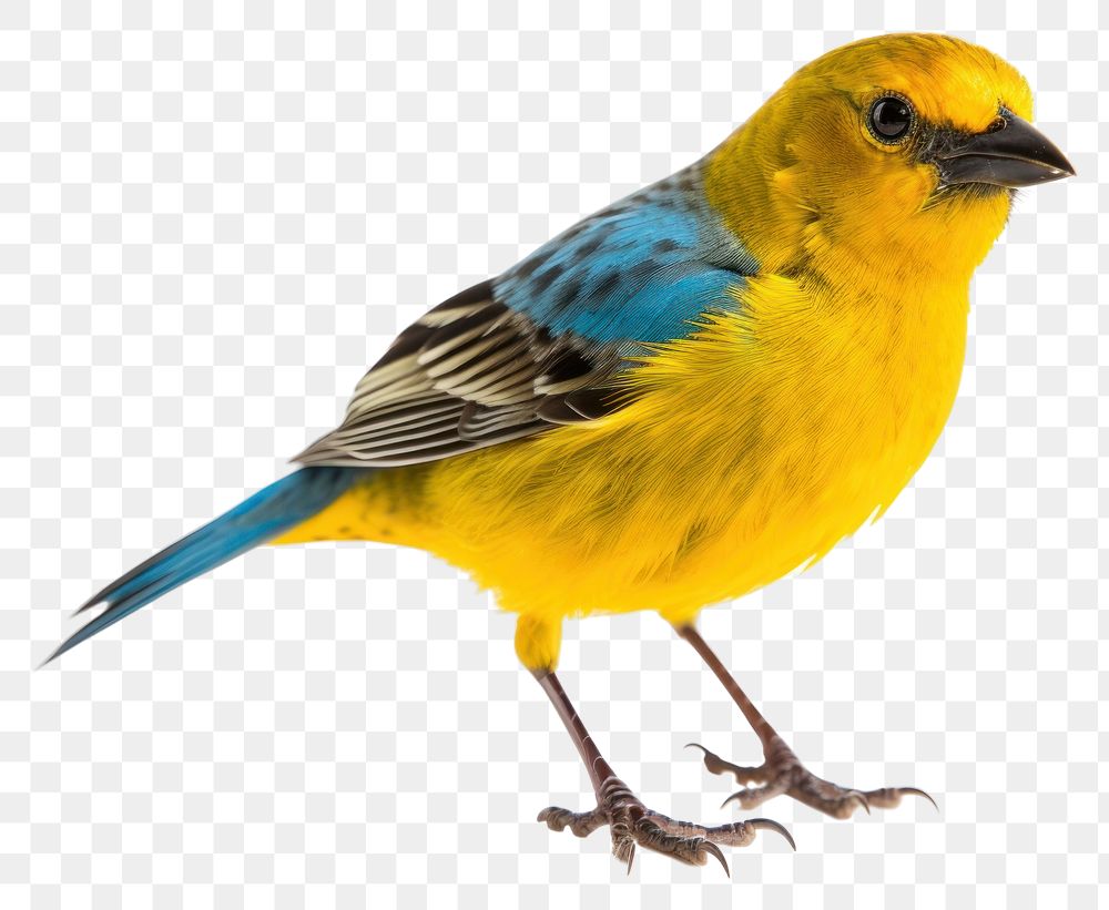 PNG Animal canary bird budgerigar. 