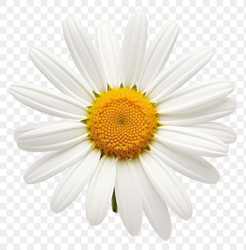 PNG Daisy flower plant transparent background