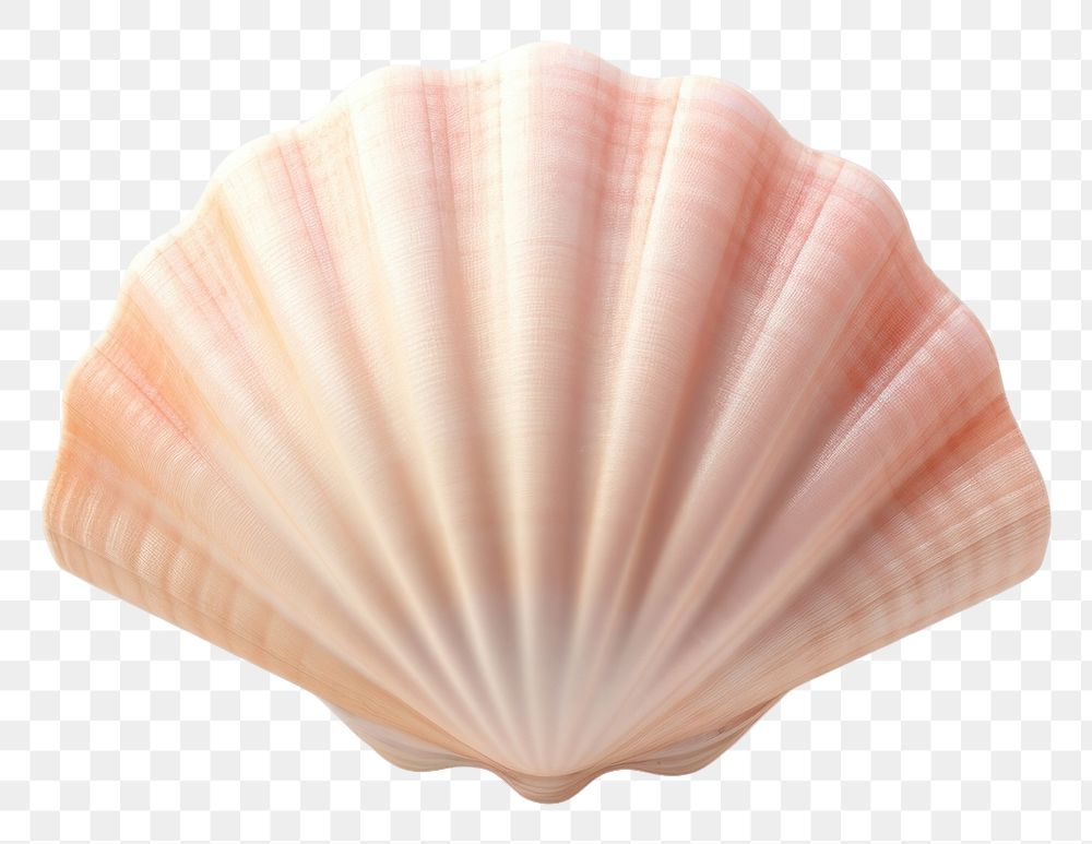 PNG Seashell clam white background invertebrate. 