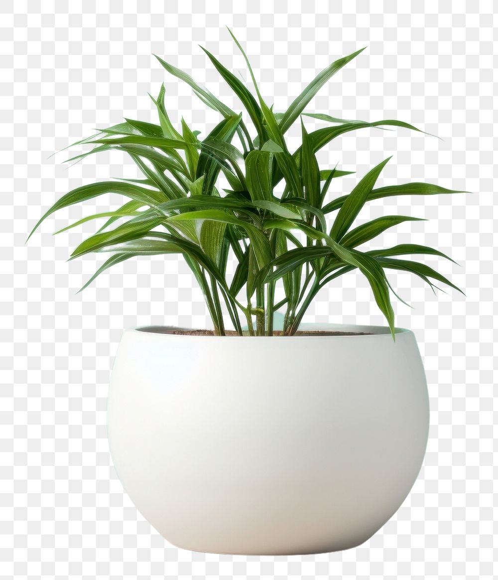 PNG Plant nature leaf vase. AI generated Image by rawpixel.