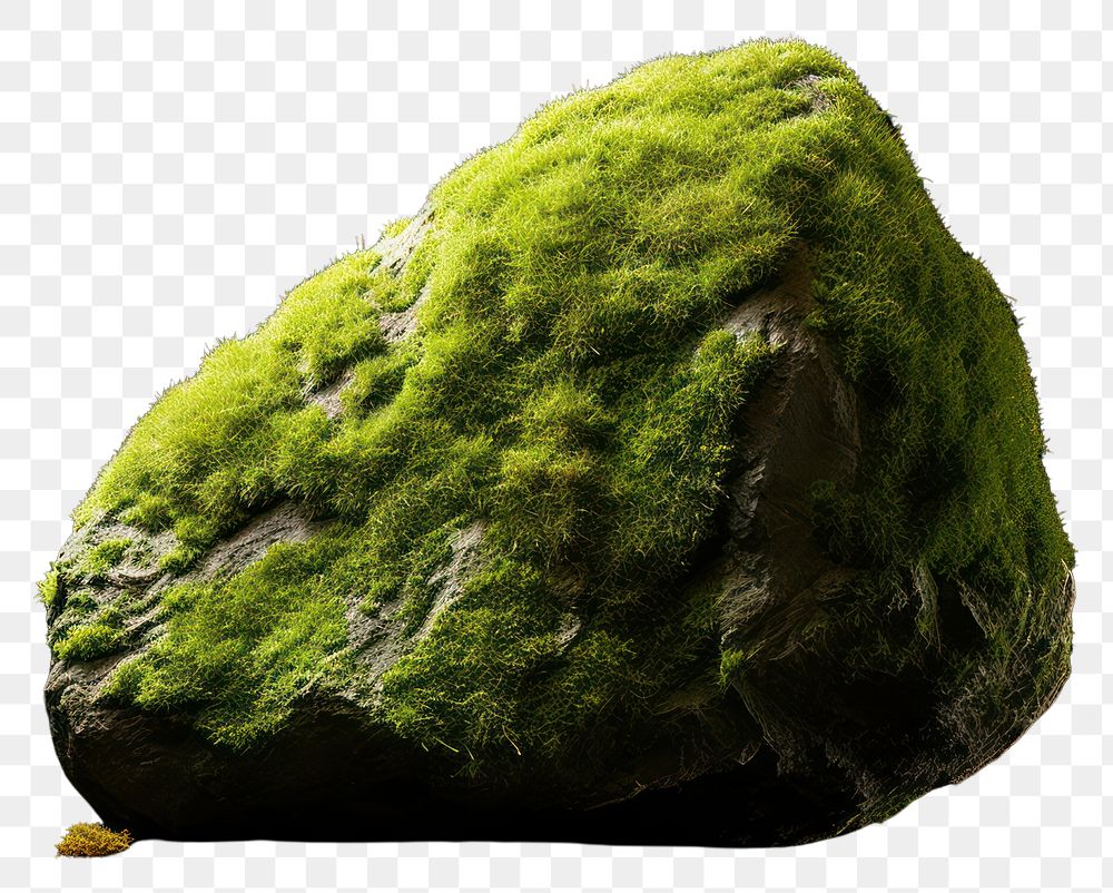 PNG Rock moss nature plant. 