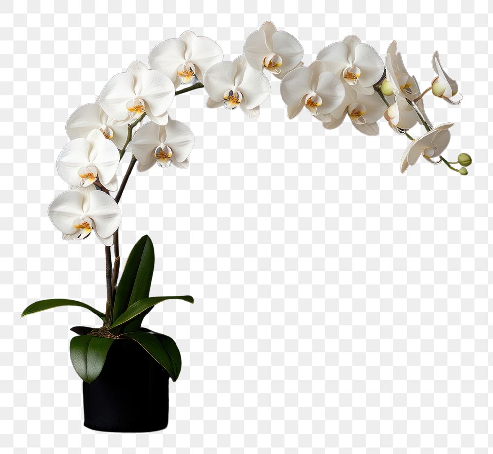 PNG Orchid nature flower plant. AI generated Image by rawpixel.