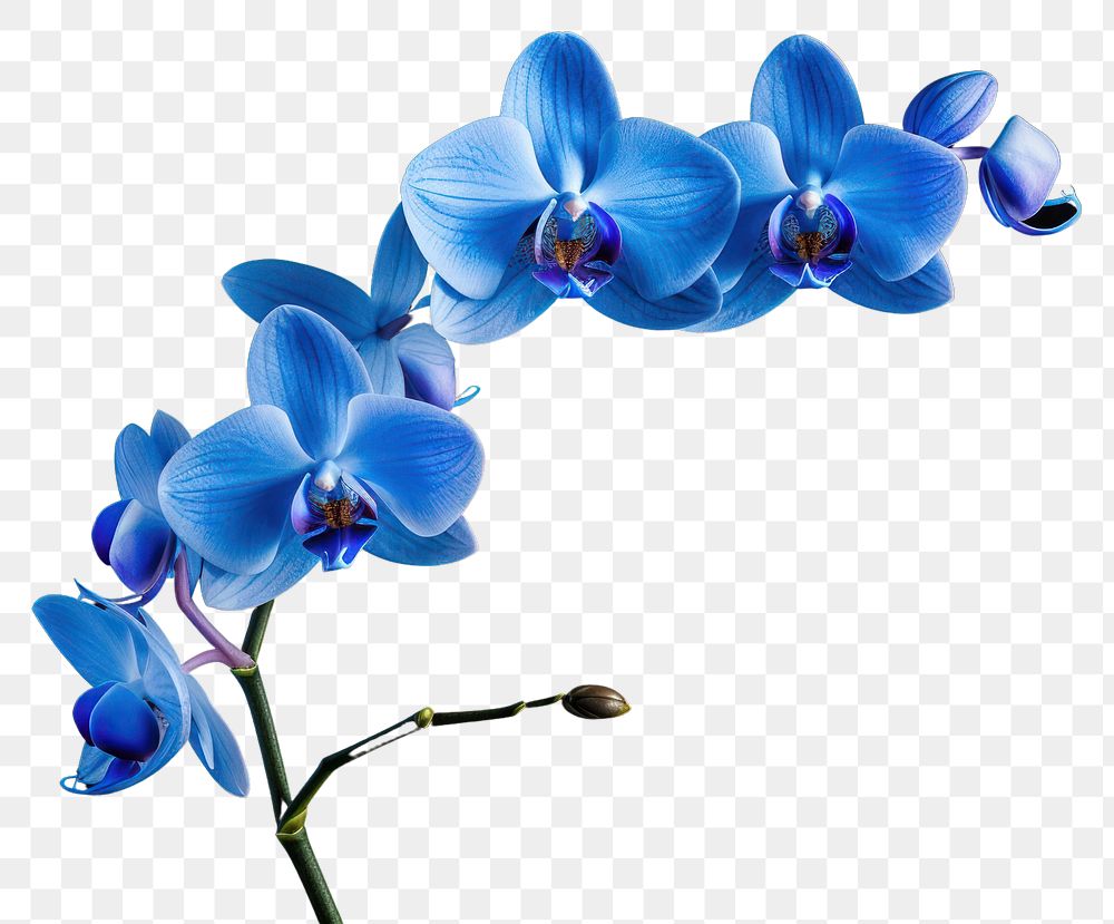 PNG Flower nature orchid plant. AI generated Image by rawpixel.