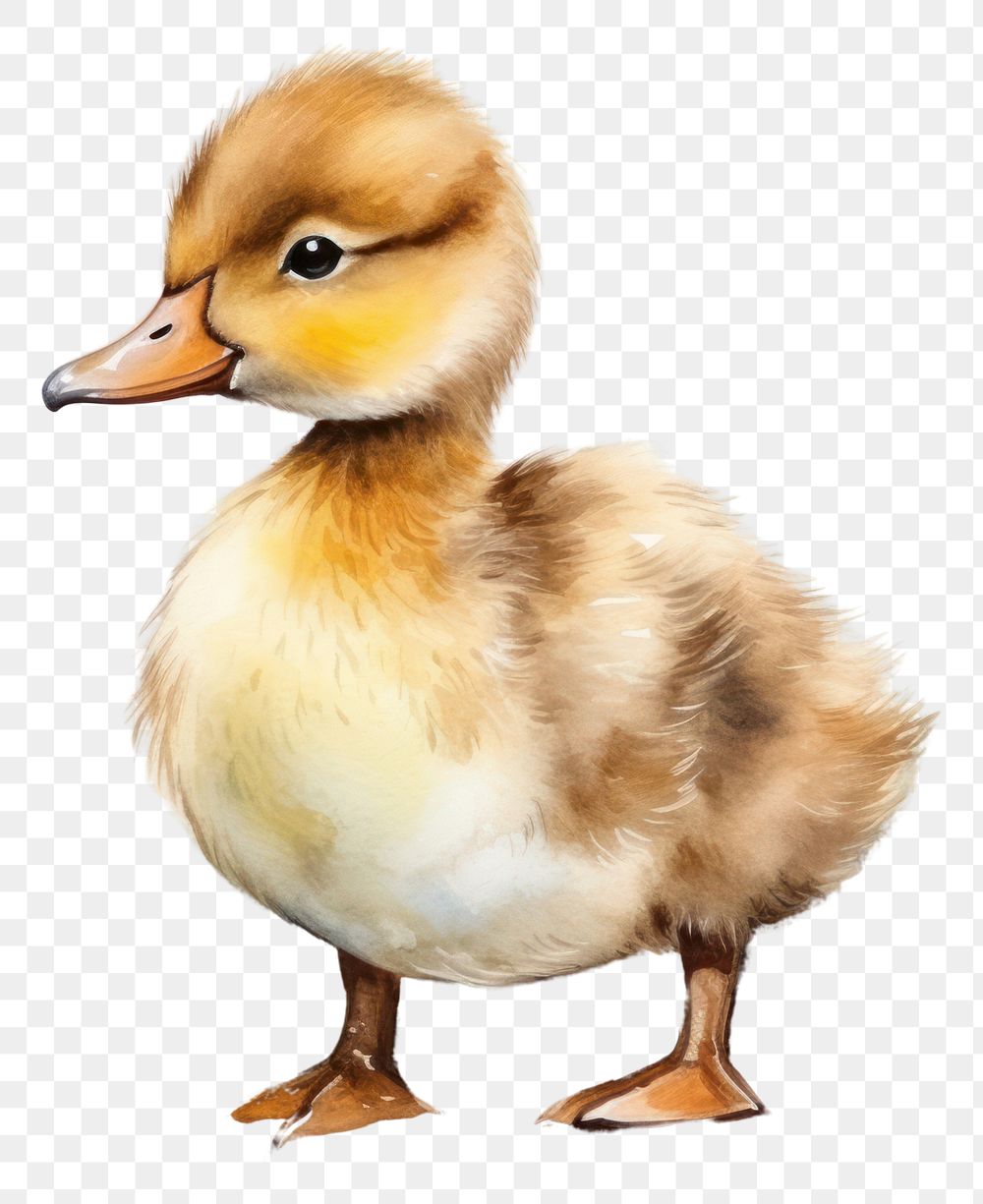 PNG Duck duckling animal bird. AI generated Image by rawpixel.