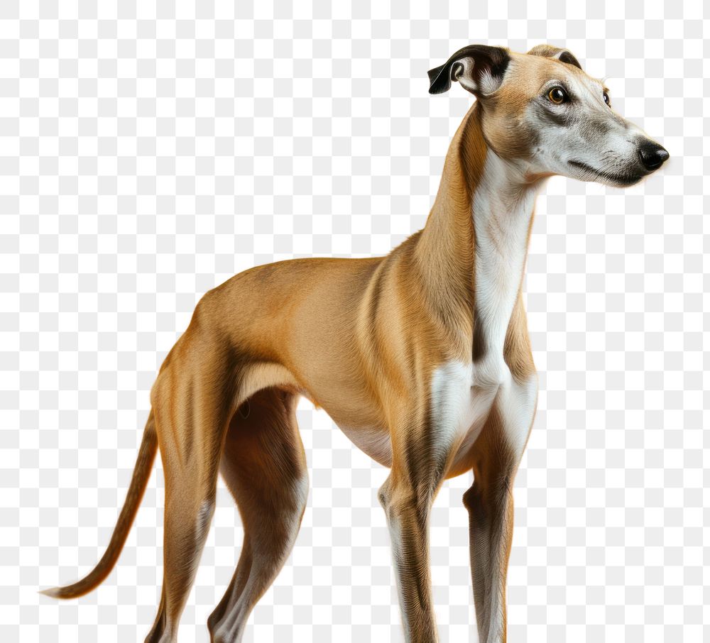 PNG Mammal animal hound dog. AI generated Image by rawpixel.