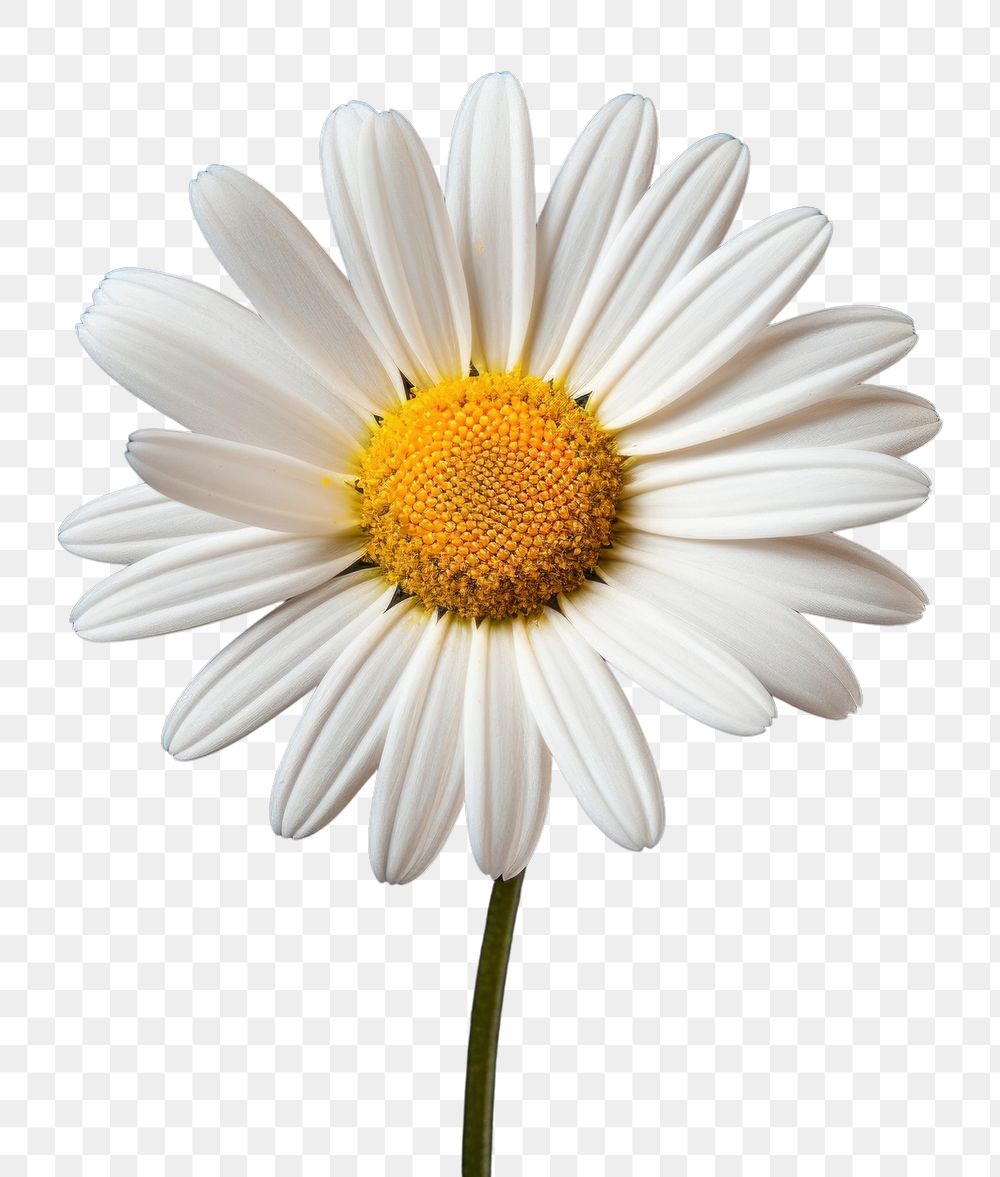 PNG Flower daisy petal plant. AI generated Image by rawpixel.