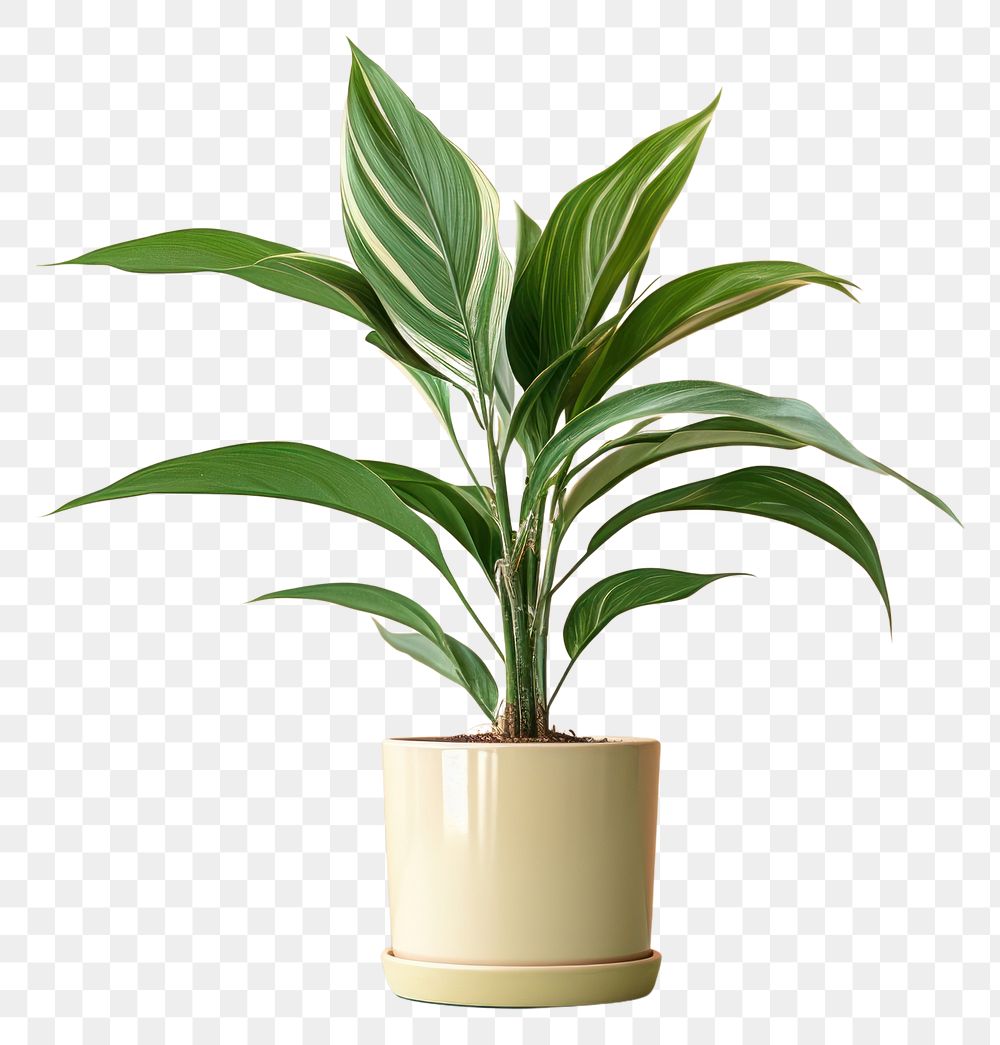 PNG Plant leaf vase houseplant. AI generated Image by rawpixel.