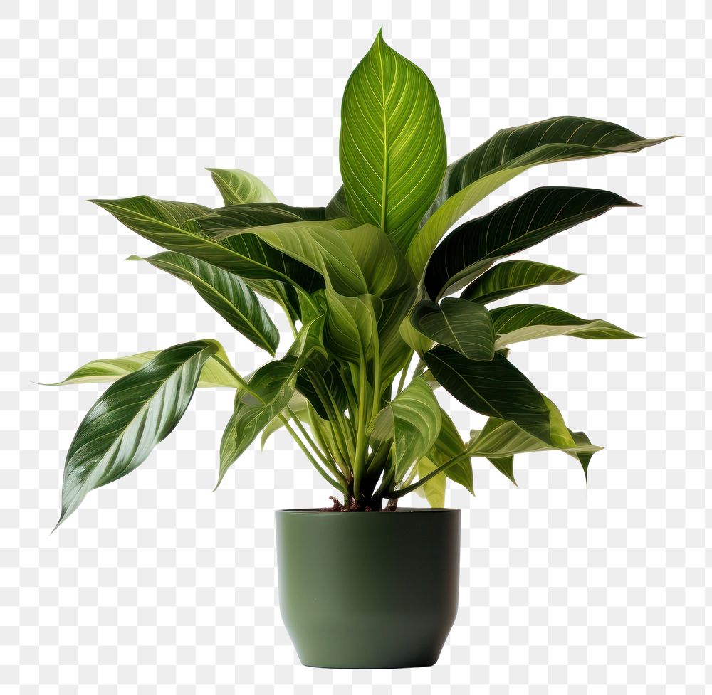 PNG Plant leaf houseplant freshness. 