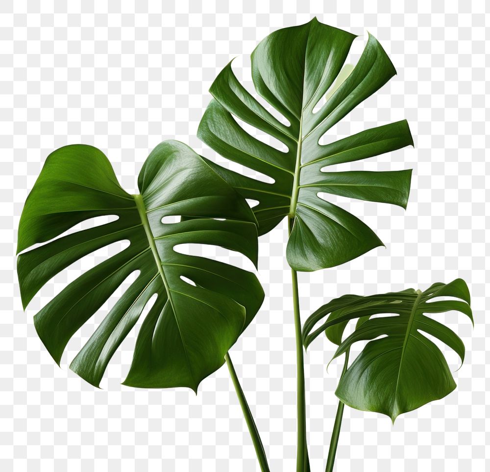 PNG Plant leaf xanthosoma freshness. | Premium PNG - rawpixel