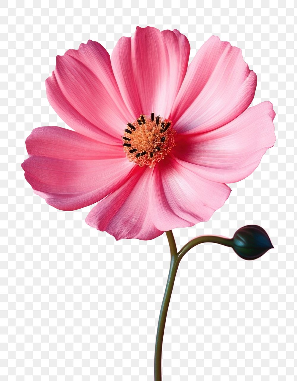 PNG Blossom flower dahlia petal. AI generated Image by rawpixel.