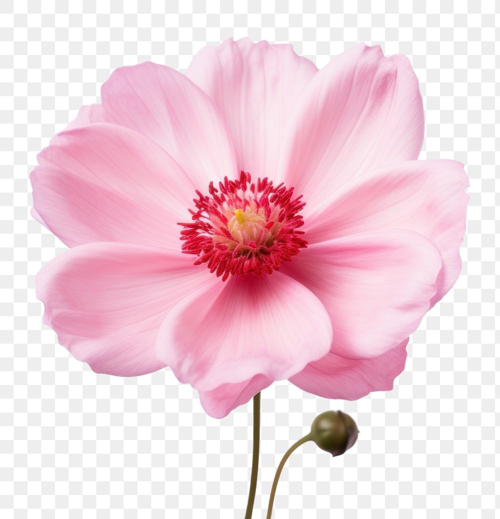 PNG Blossom flower dahlia petal. 