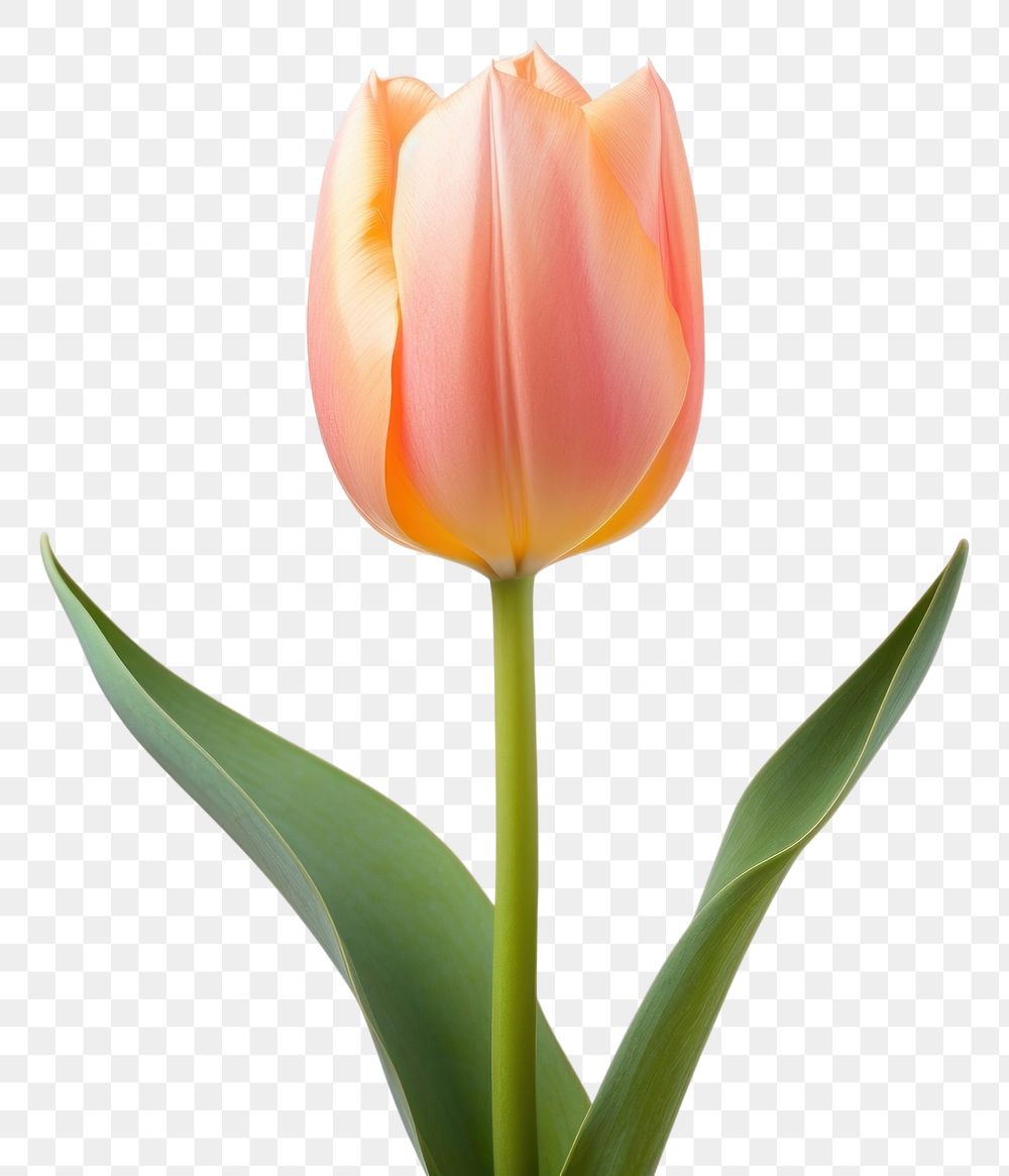 PNG Flower tulip plant inflorescence. 