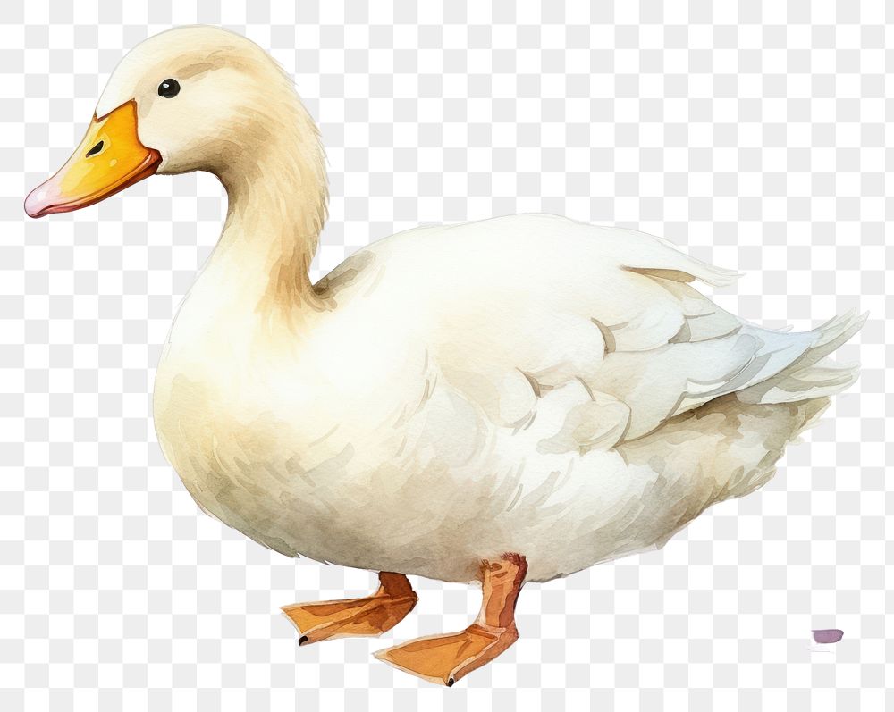 PNG Duck animal goose white. 