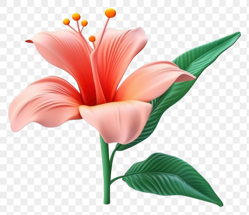 PNG Flower hibiscus petal plant. 