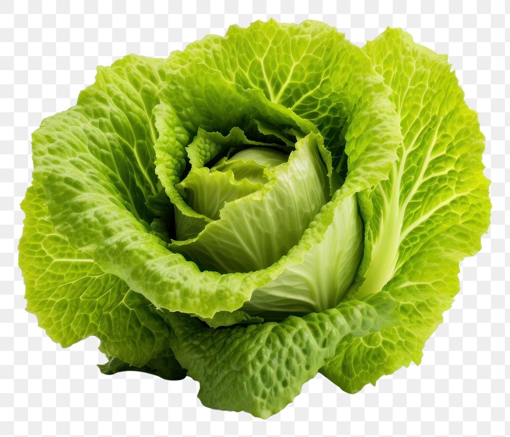 PNG Lettuce vegetable plant food. 