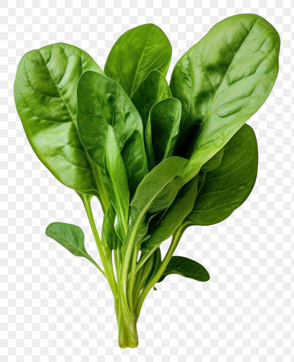 PNG Spinach vegetable plant food. 