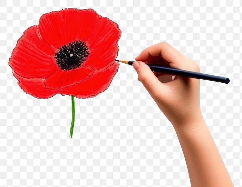 PNG Poppy flower plant paper. 