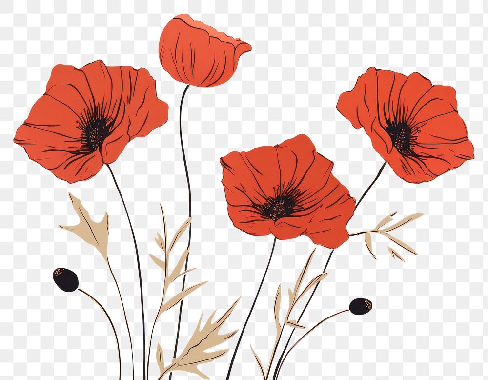 PNG Flower poppy drawing plant. AI generated Image by rawpixel.