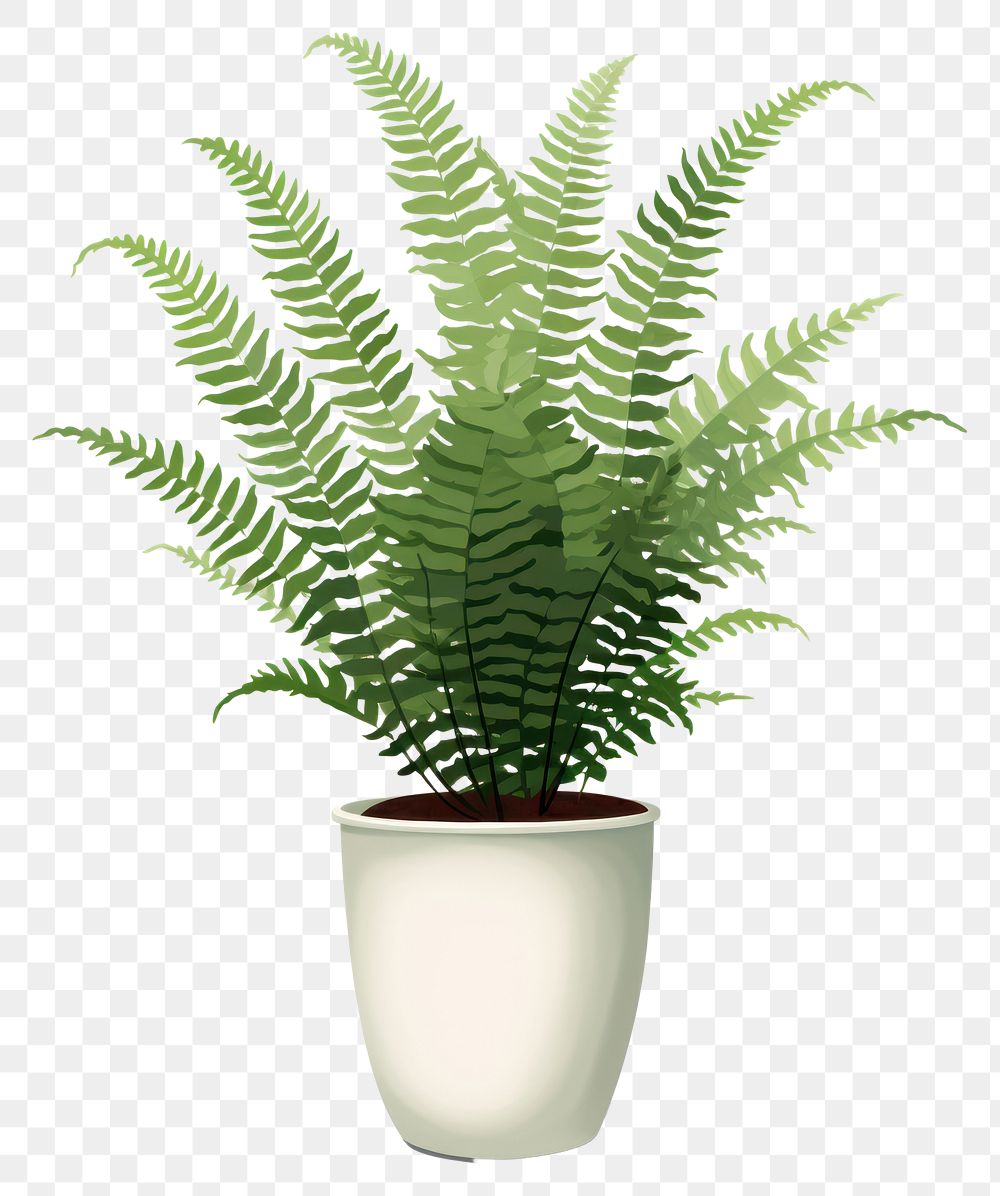 PNG Plant fern houseplant floristry. AI generated Image by rawpixel.