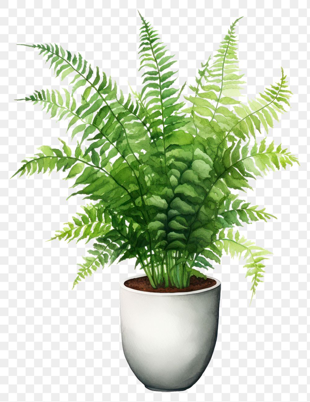 PNG Plant fern houseplant freshness. AI generated Image by rawpixel.