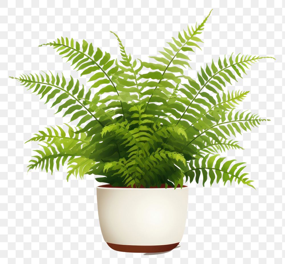 PNG Plant fern leaf houseplant. AI generated Image by rawpixel.