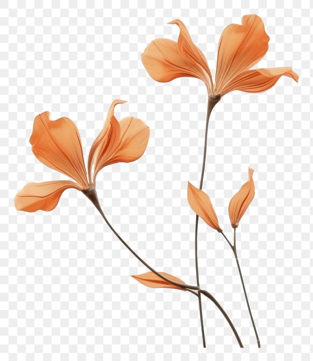 PNG Flower plant petal tranquility transparent background