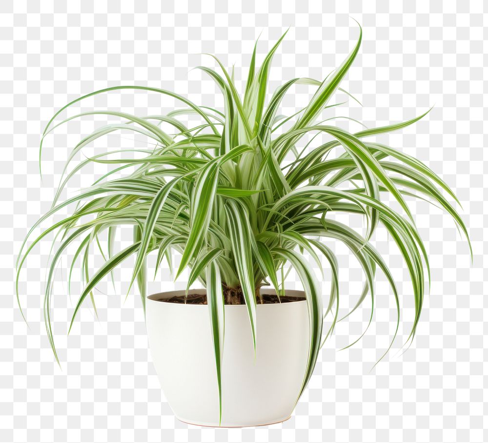 PNG Plant houseplant freshness floristry. 