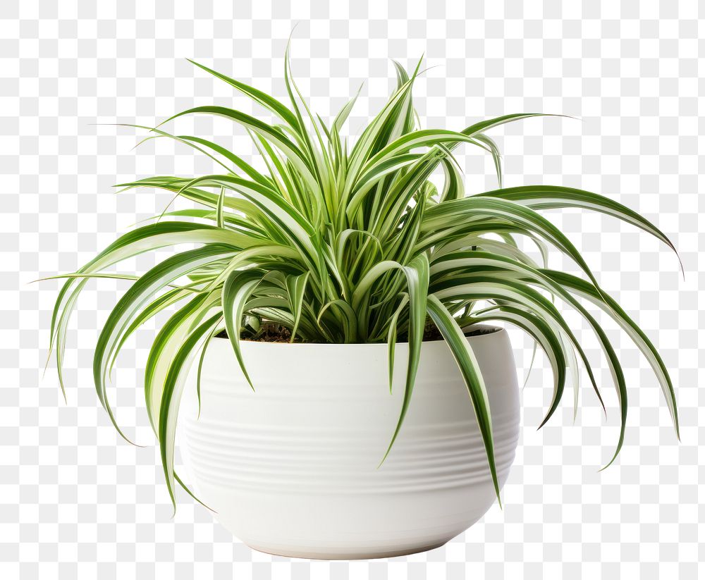 PNG Plant bromeliaceae houseplant freshness. AI generated Image by rawpixel.