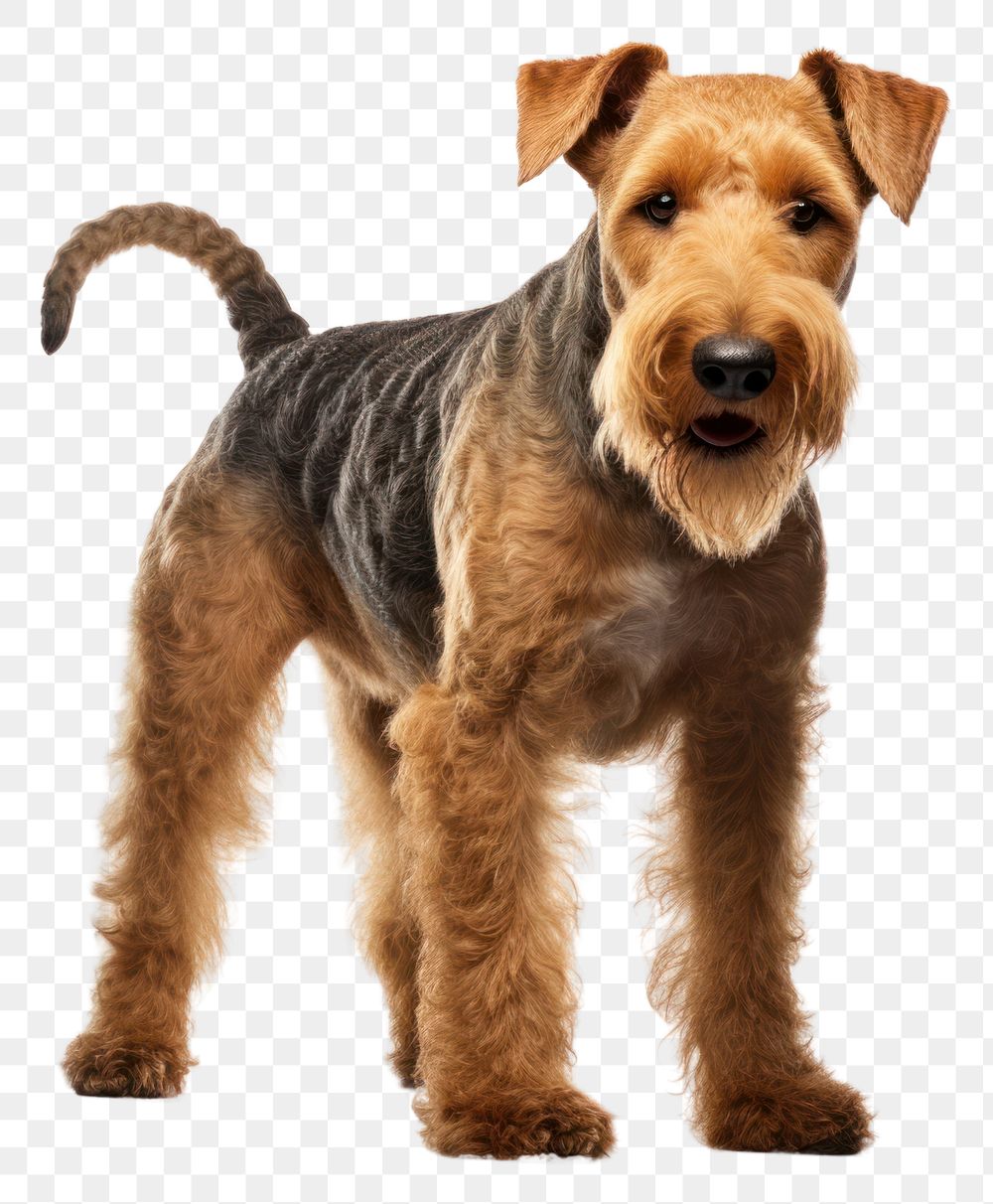 PNG Terrier mammal animal dog. AI generated Image by rawpixel.