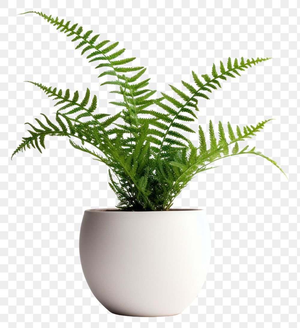 PNG Fern plant leaf houseplant transparent background