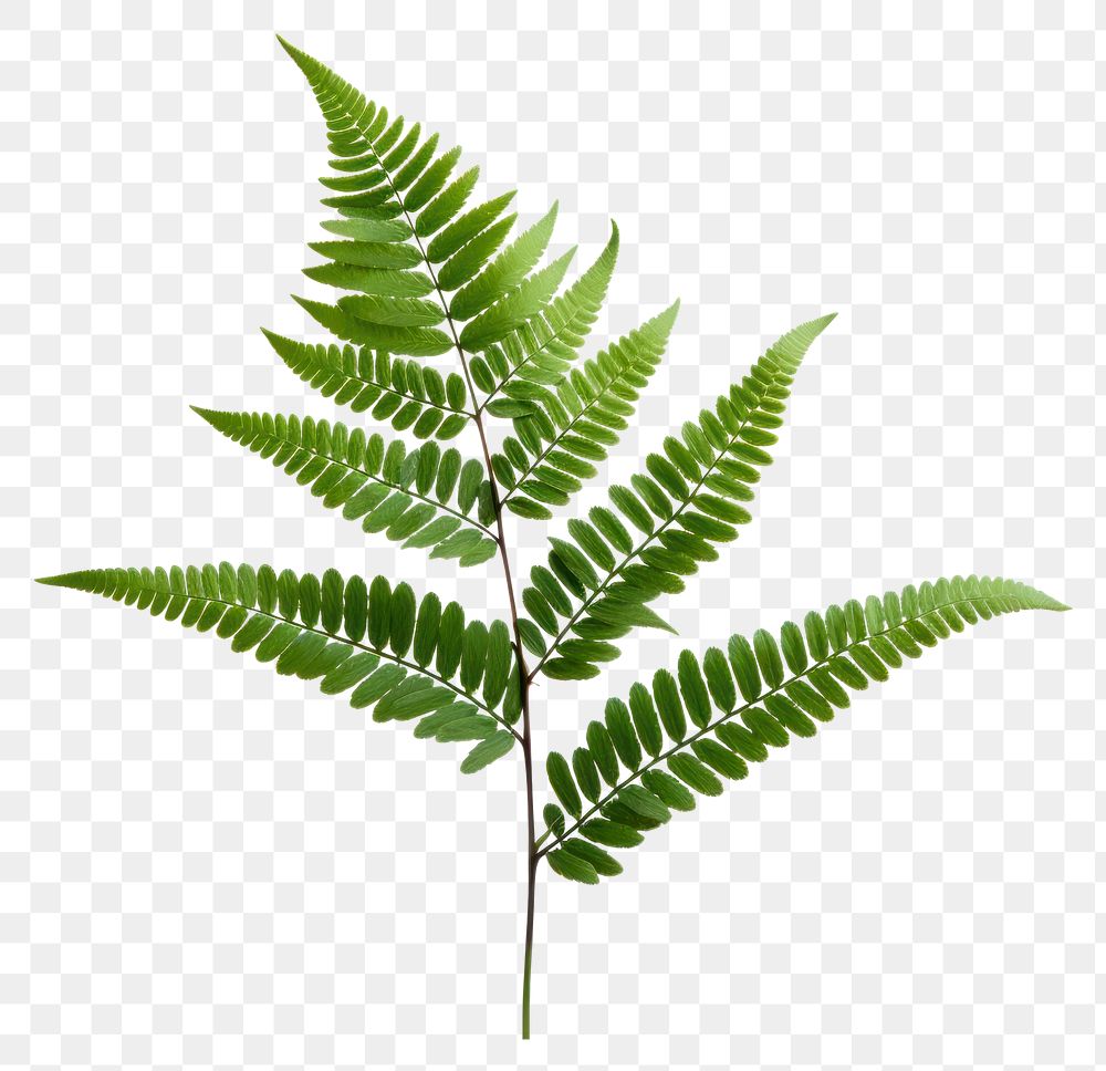 PNG Fern plant leaf transparent background